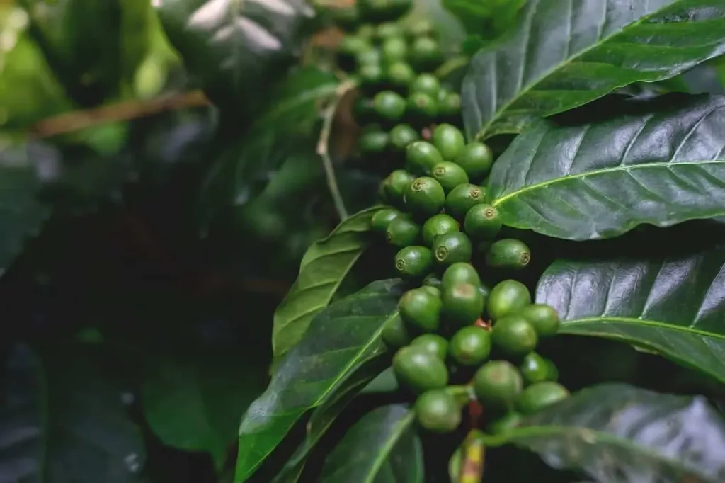 Exportações de cafés verdes em nível mundial atingiram o total de 42,79 milhões de sacas no período de outubro a janeiro