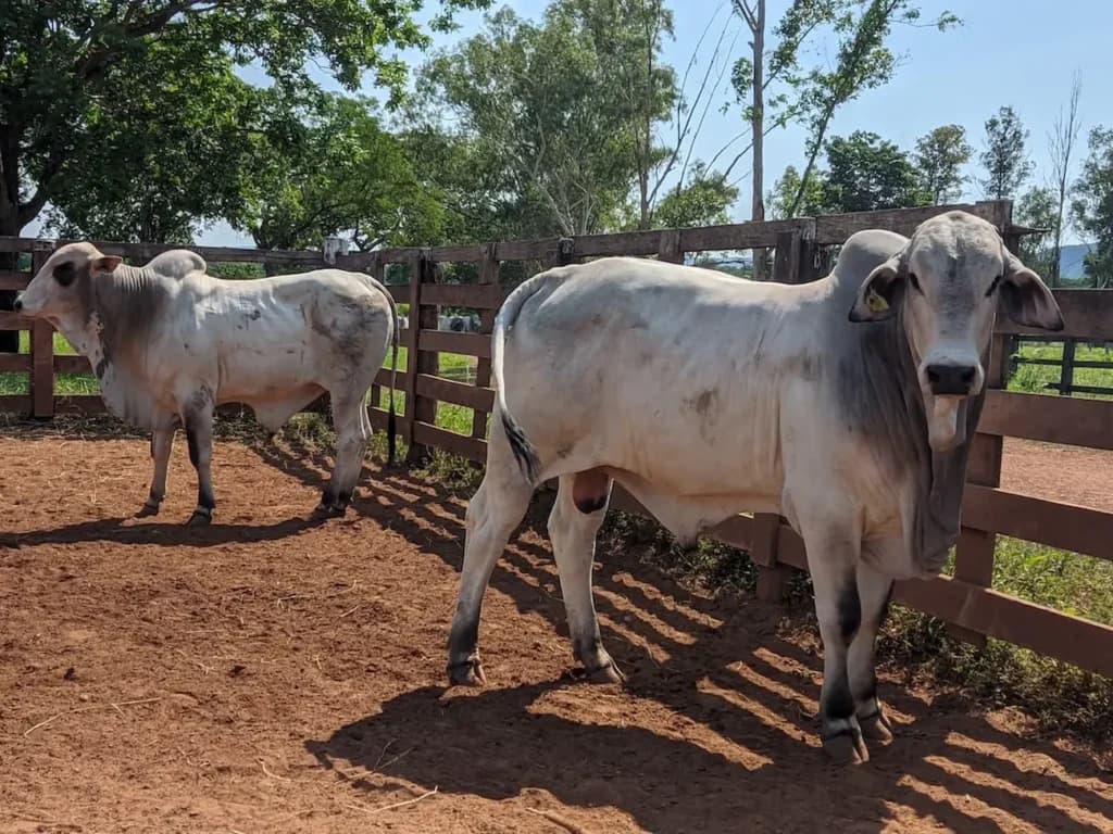 Boi gordo: demanda aquecida agita o fim de ano