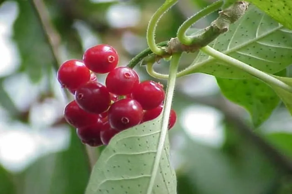 Pesquisadores estudam a eficácia de planta amazônica com potencial para novos anticoagulantes