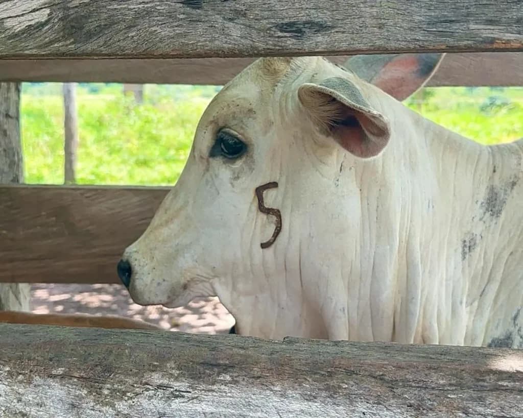 Atenção produtor! Prazo para vacinação contra brucelose terminará dia 31