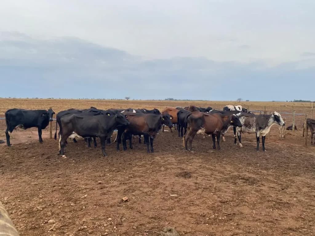 Em Mato Grosso, melhoramento genético em gado leiteiro aumenta produtividade, confira!