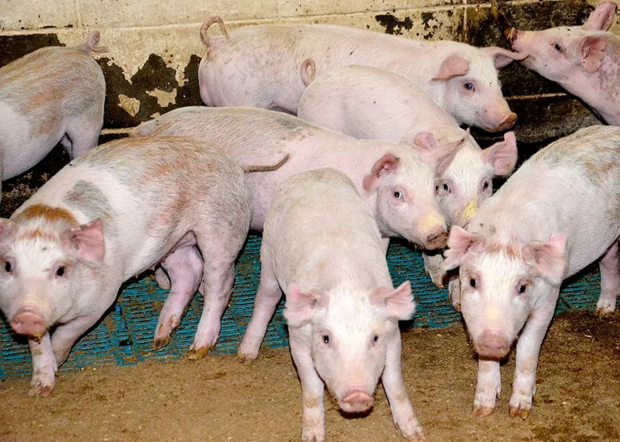 Nova plataforma integra vigilância sanitária e análise de risco de doenças suínas