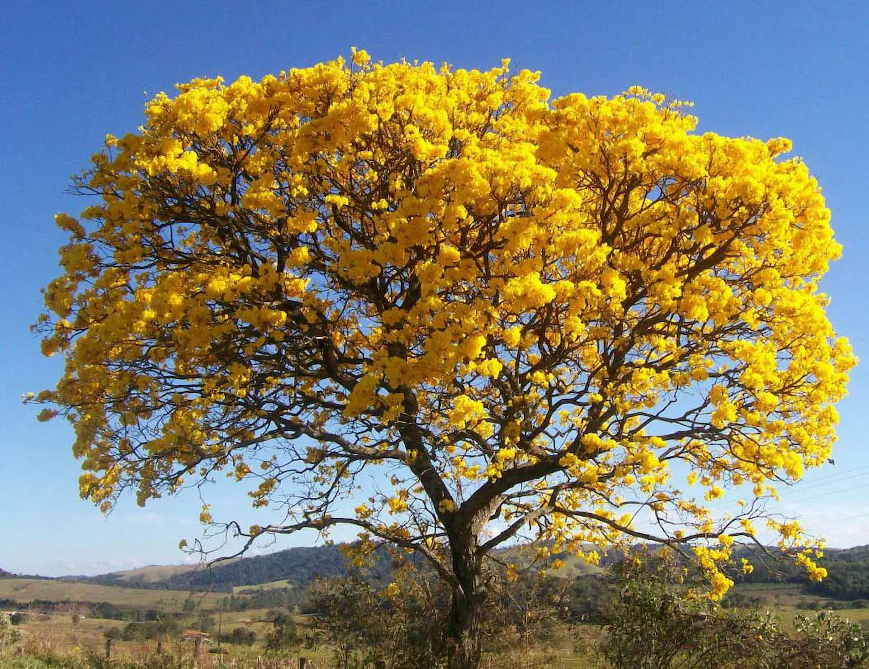 previsão do tempo primavera