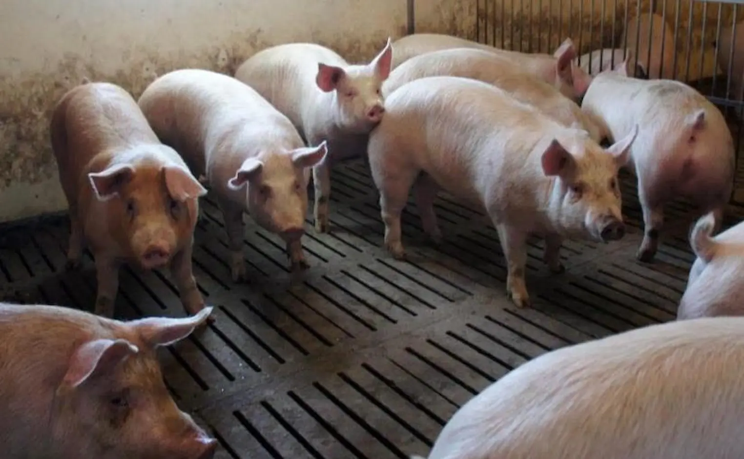 Carne suína brasileira lidera em competitividade global