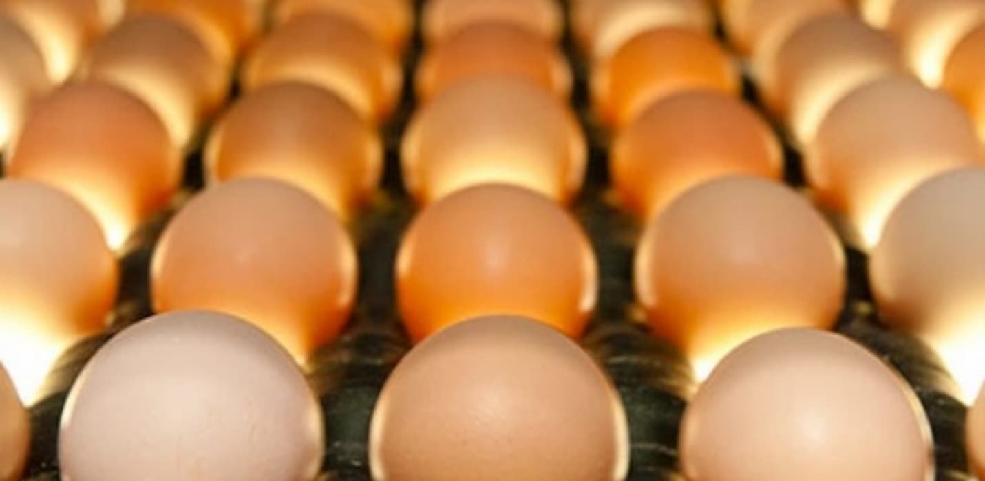 Preços dos ovos seguem estáveis