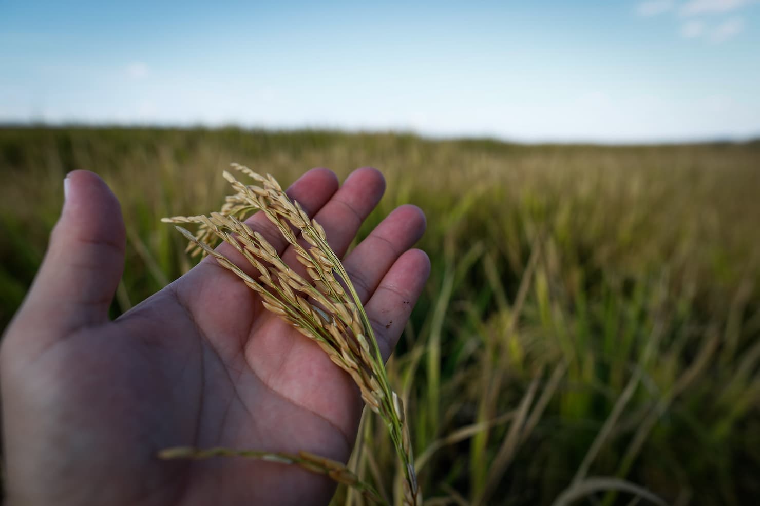 Mercado do arroz segue com preço firme