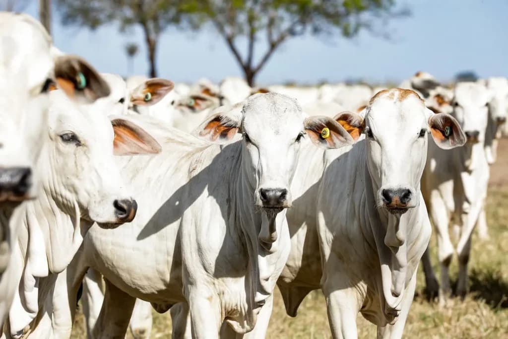 06 curiosidades do gado nelore, o “Rei das pastagens”