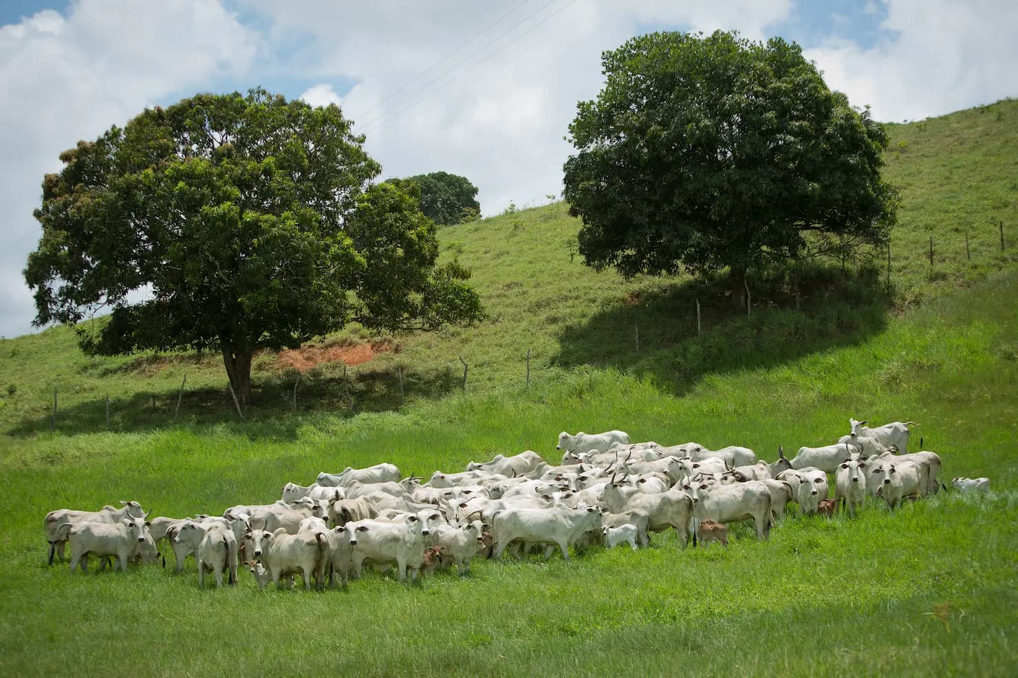 Boi: Mato Grosso registra recorde na produção de carne