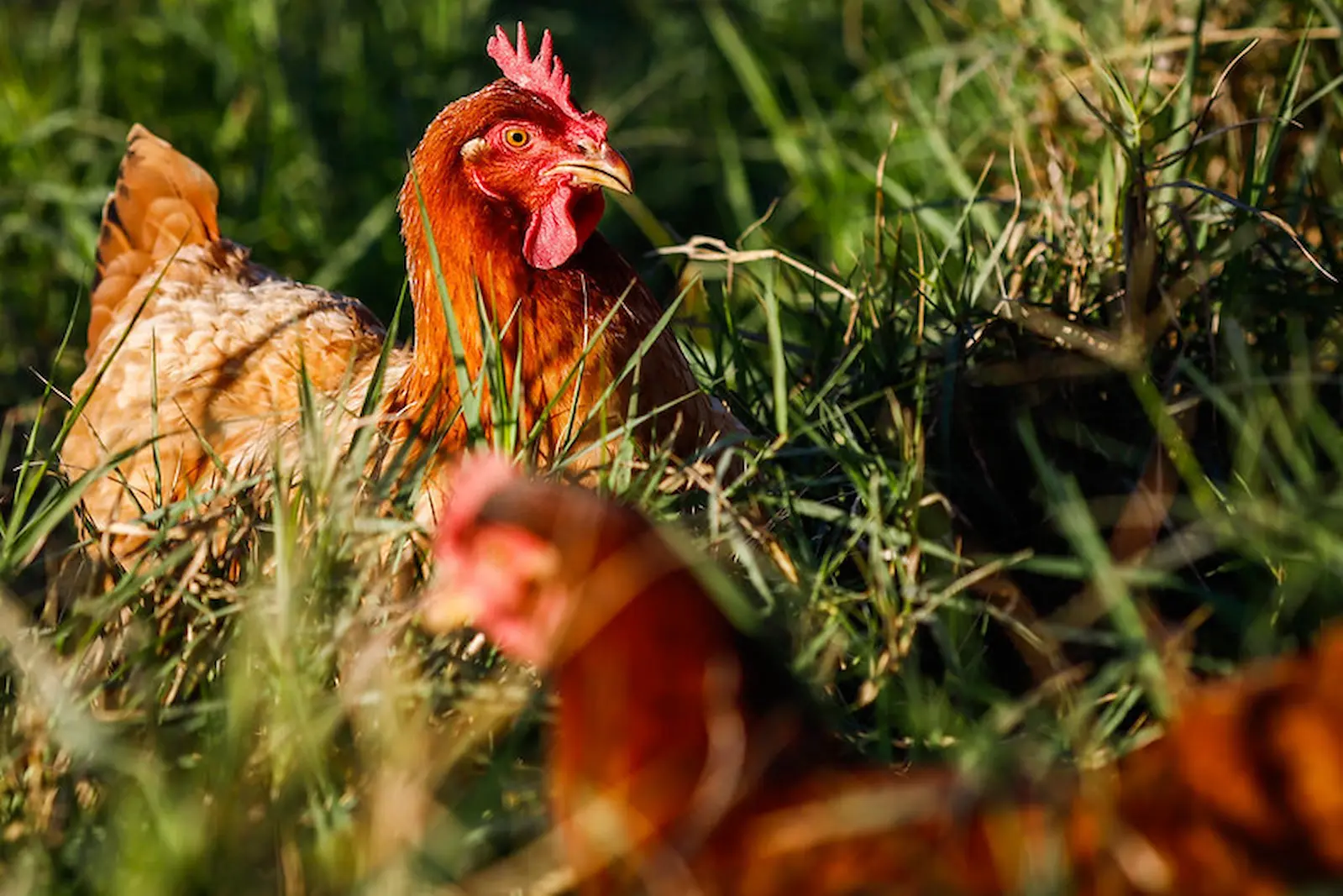 Gripe Aviária: Indea vistoriou mais de 16 milhões de aves