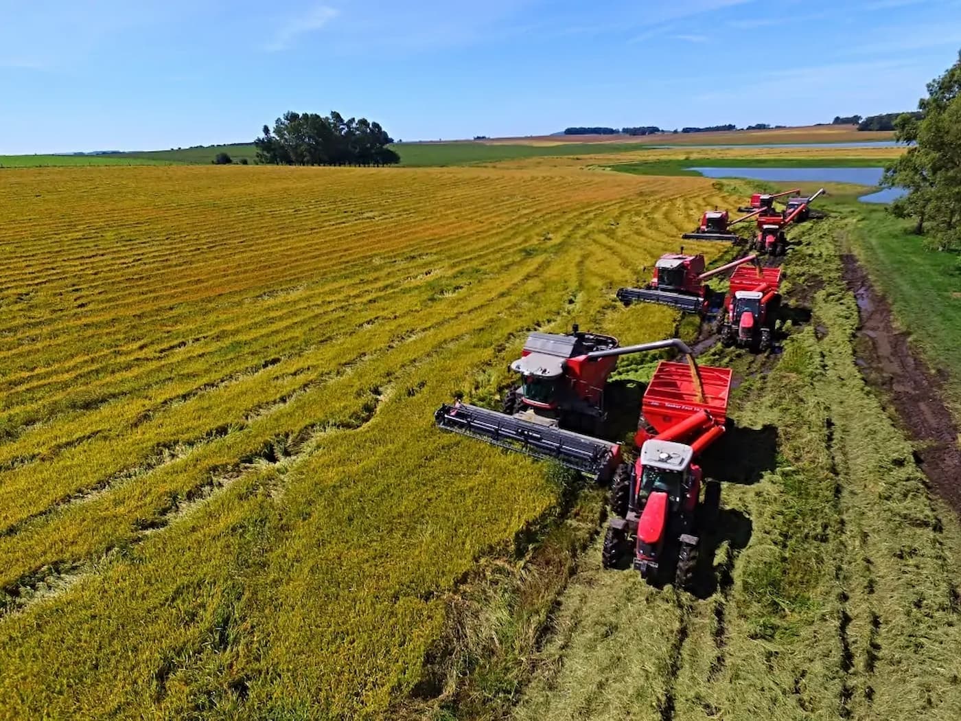 Preços do arroz estagnam em junho