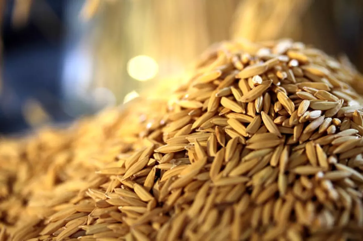 Mercado do arroz segue com baixa liquidez