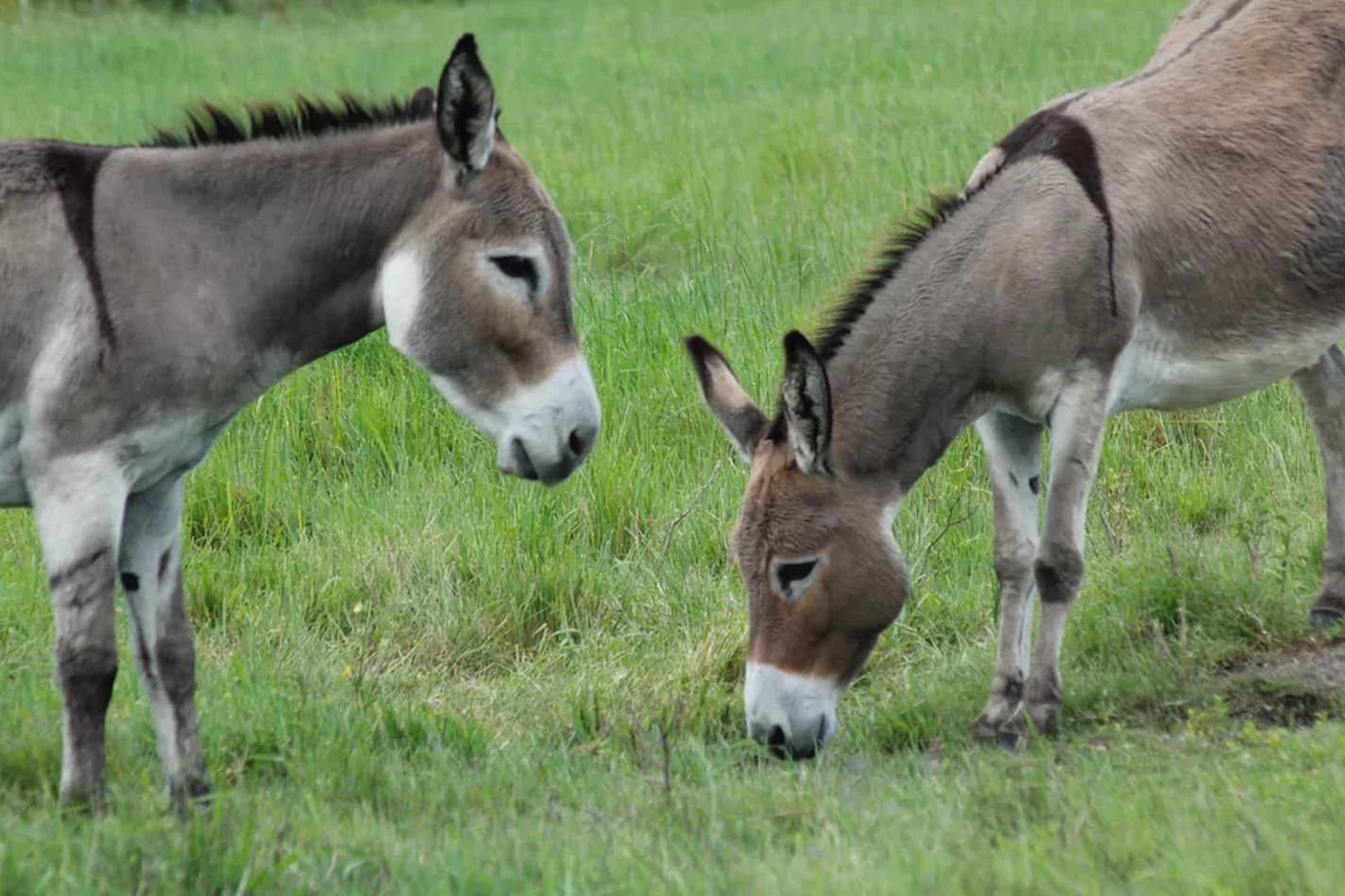 Jumento, jegue, burro, mula e bardoto – Qual a diferença entre eles?