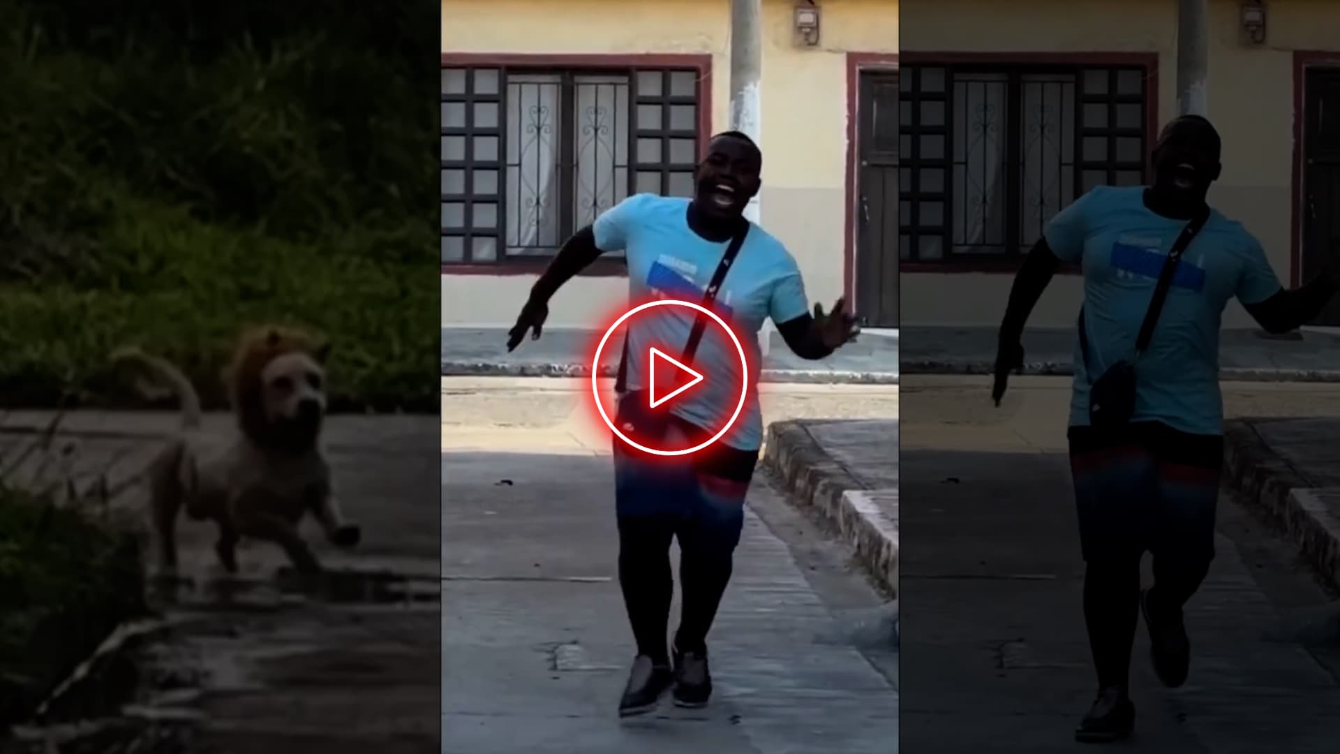Cachorro Leão ataca novamente, nova febre da internet