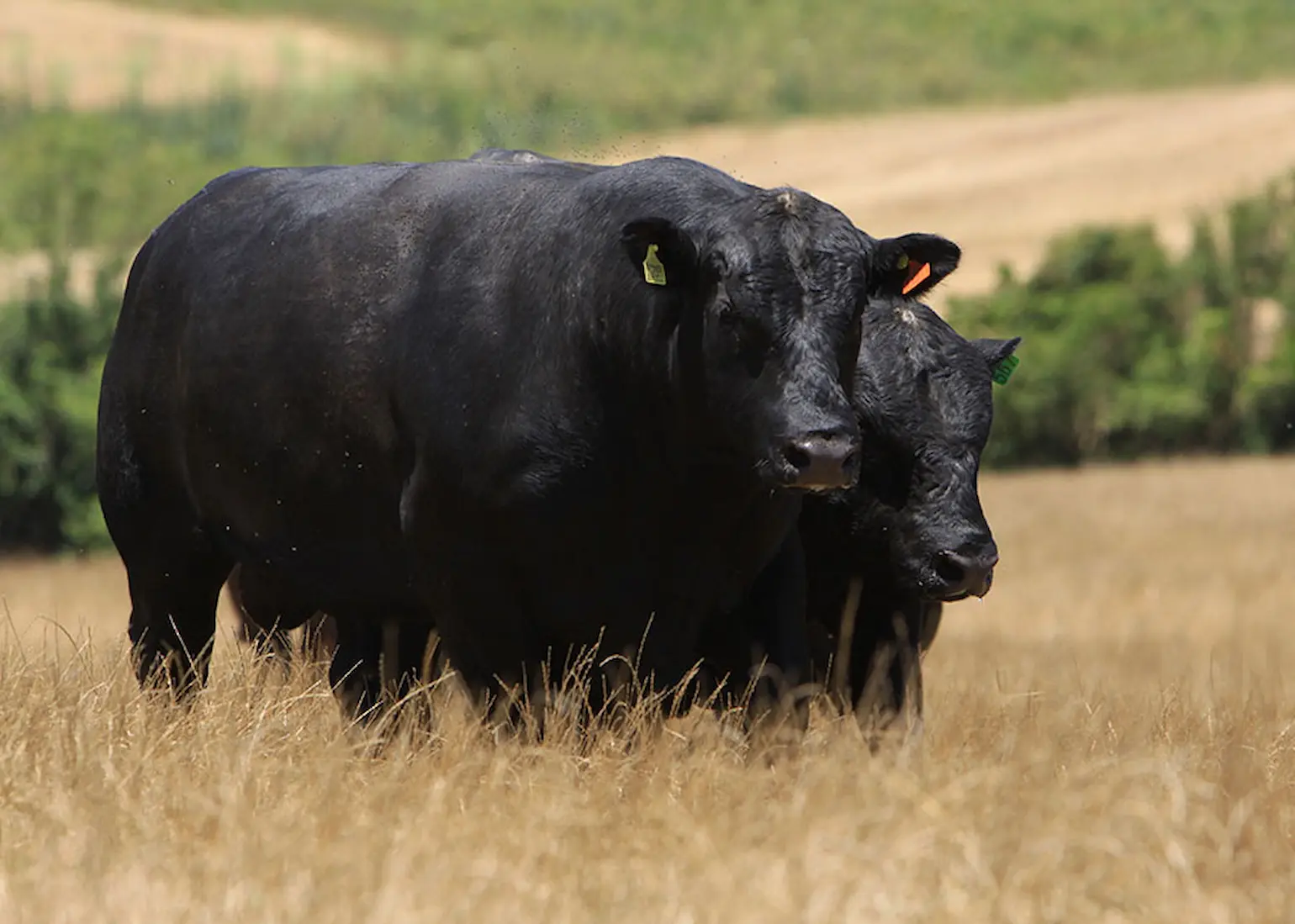 Selo inédito vai impulsionar o mercado de carnes premium no Brasil