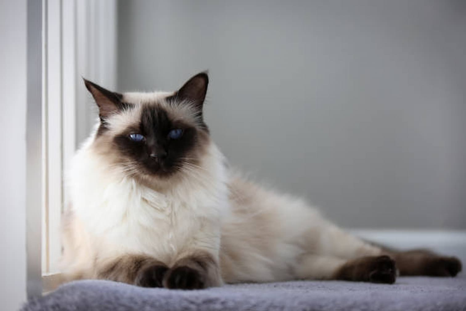 Gatos sofrem pela morte de outros animais de estimação