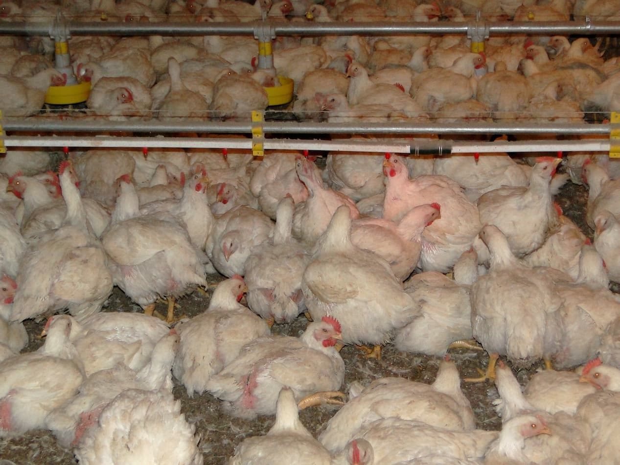 Custos de produção de frangos de corte e de suínos encerram ano de 2021 em alta