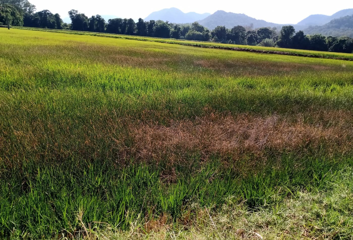 Estiagem no Rio Grande do Sul está secando rios que irrigam lavouras de arroz
