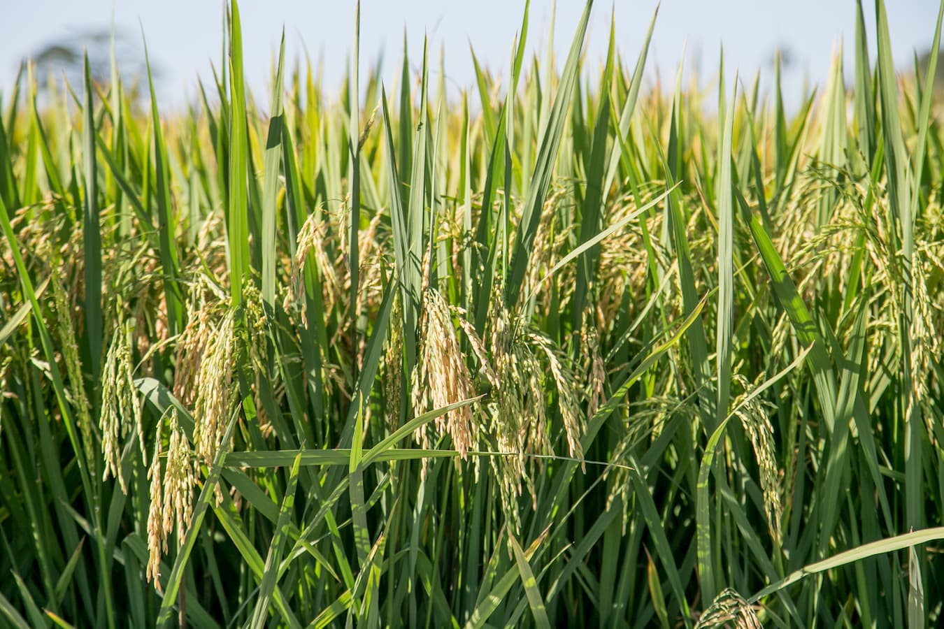 Mercado do arroz 19 de abril