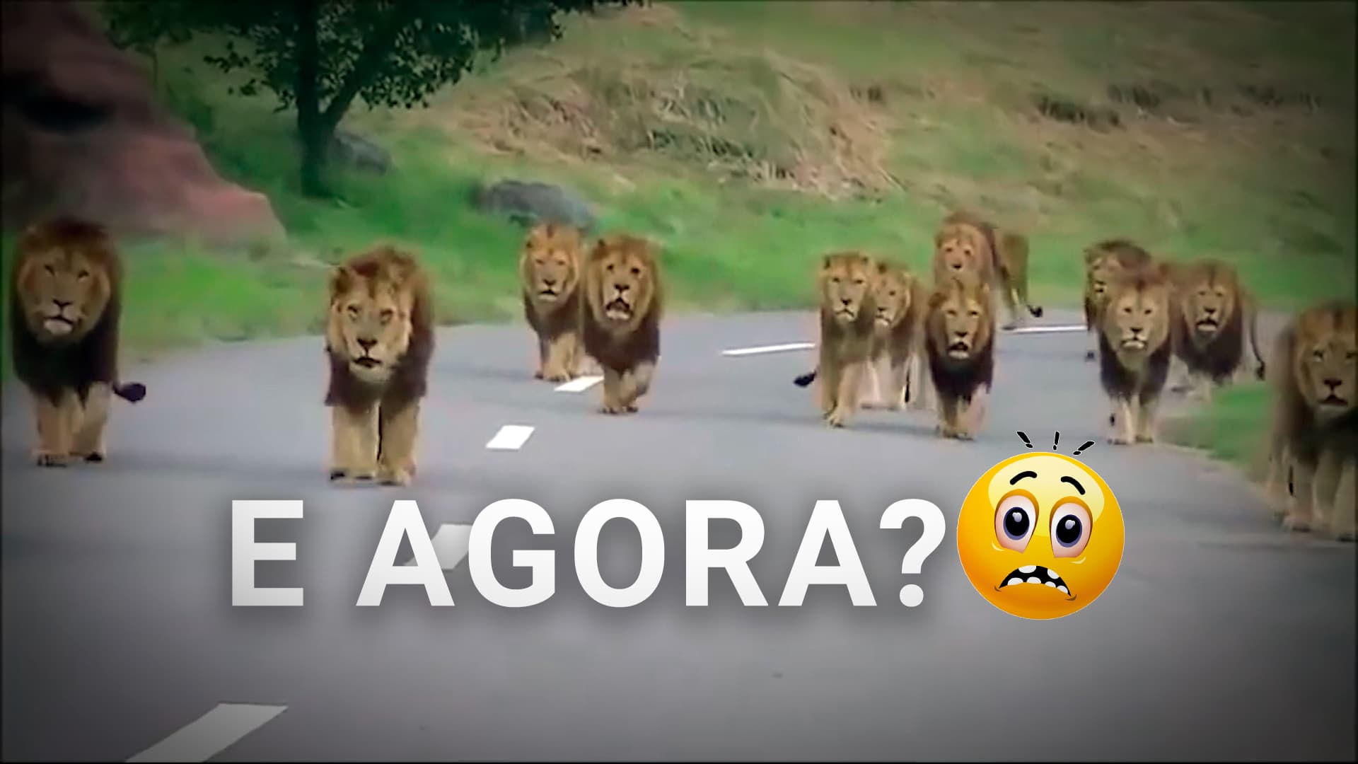 Assustador! Vídeo registra vários Leões caminhando em direção ao carro