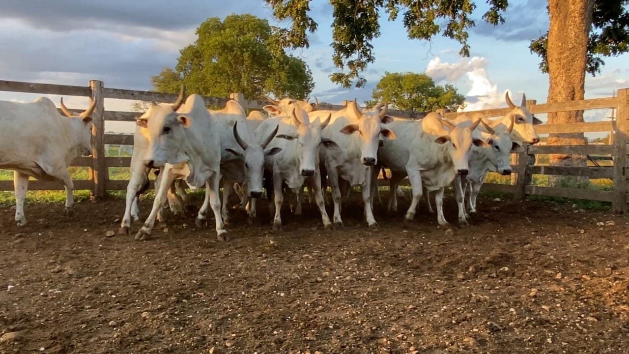 Boi: poder de compra do pecuarista que faz recria-engorda melhora
