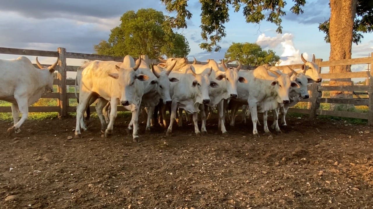 Arroba do boi gordo: mercado segue calmo nesta semana