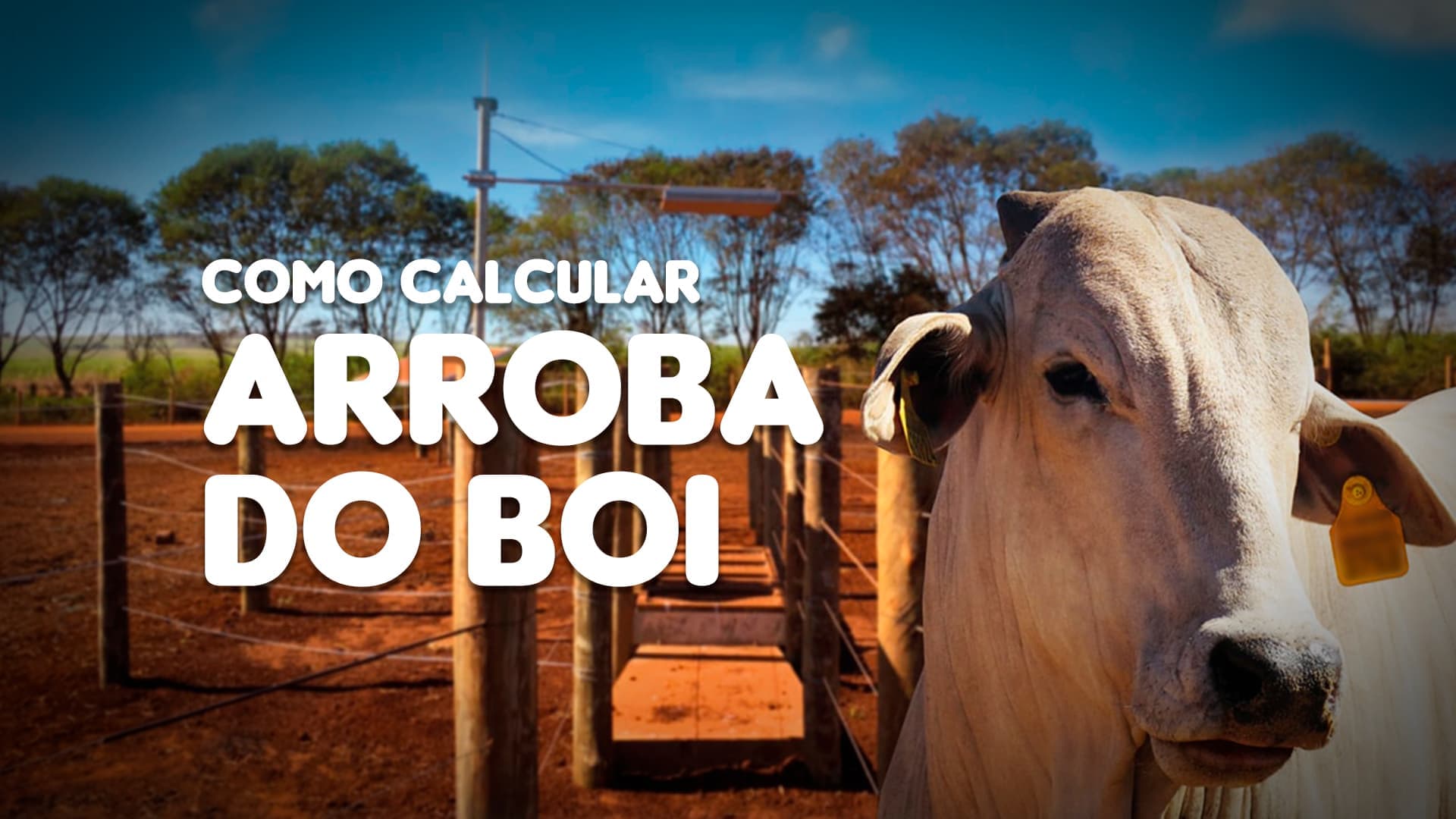 Como calcular arroba do boi corretamente?