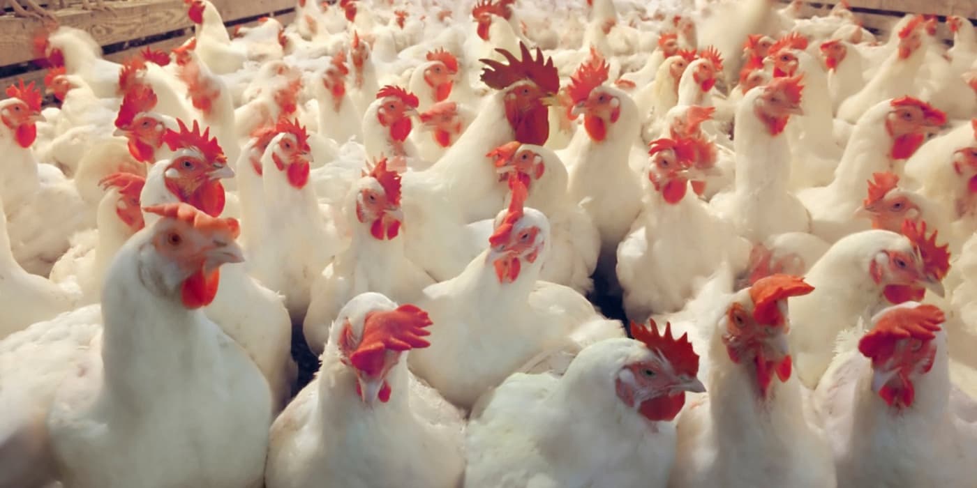 Ômicron/Austrália: mão de obra escassa prejudica produção e distribuição do maior produtor de frango