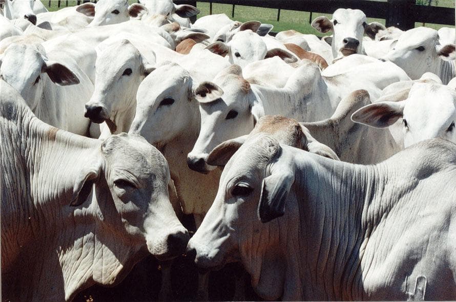 Preço da arroba do boi gordo em 2026: Alta no 1º semestre surpreende o mercado, confira