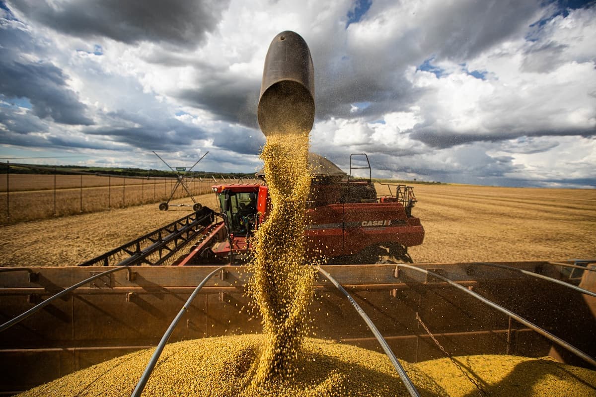 Produção de grãos é estimada em 330,3 milhões de toneladas na safra 2024/25