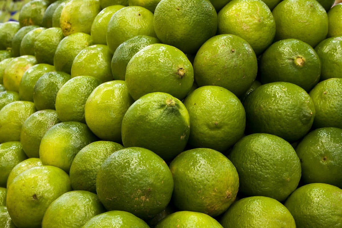 Citros: preço da tahiti tem forte queda