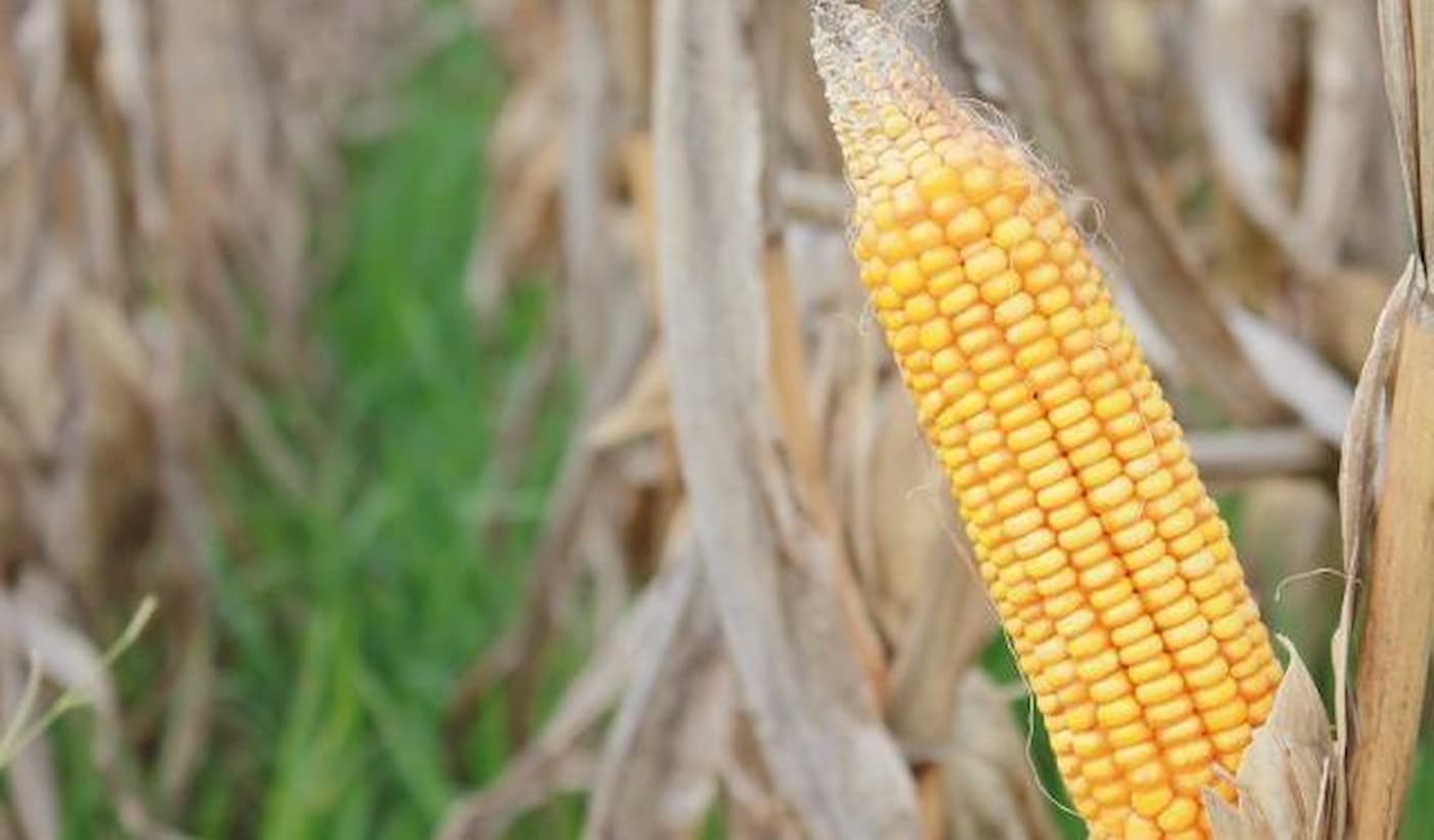 Impactos da seca e enchentes na agricultura reforçam necessidade urgente de expansão do seguro rural, diz Abramilho