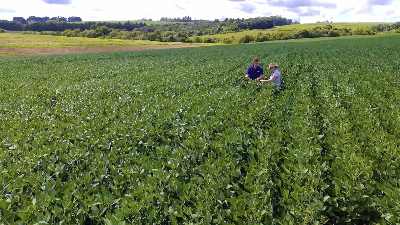 Soja BRS 5804RR, nova cultivar alia precocidade e alta produtividade, conheça