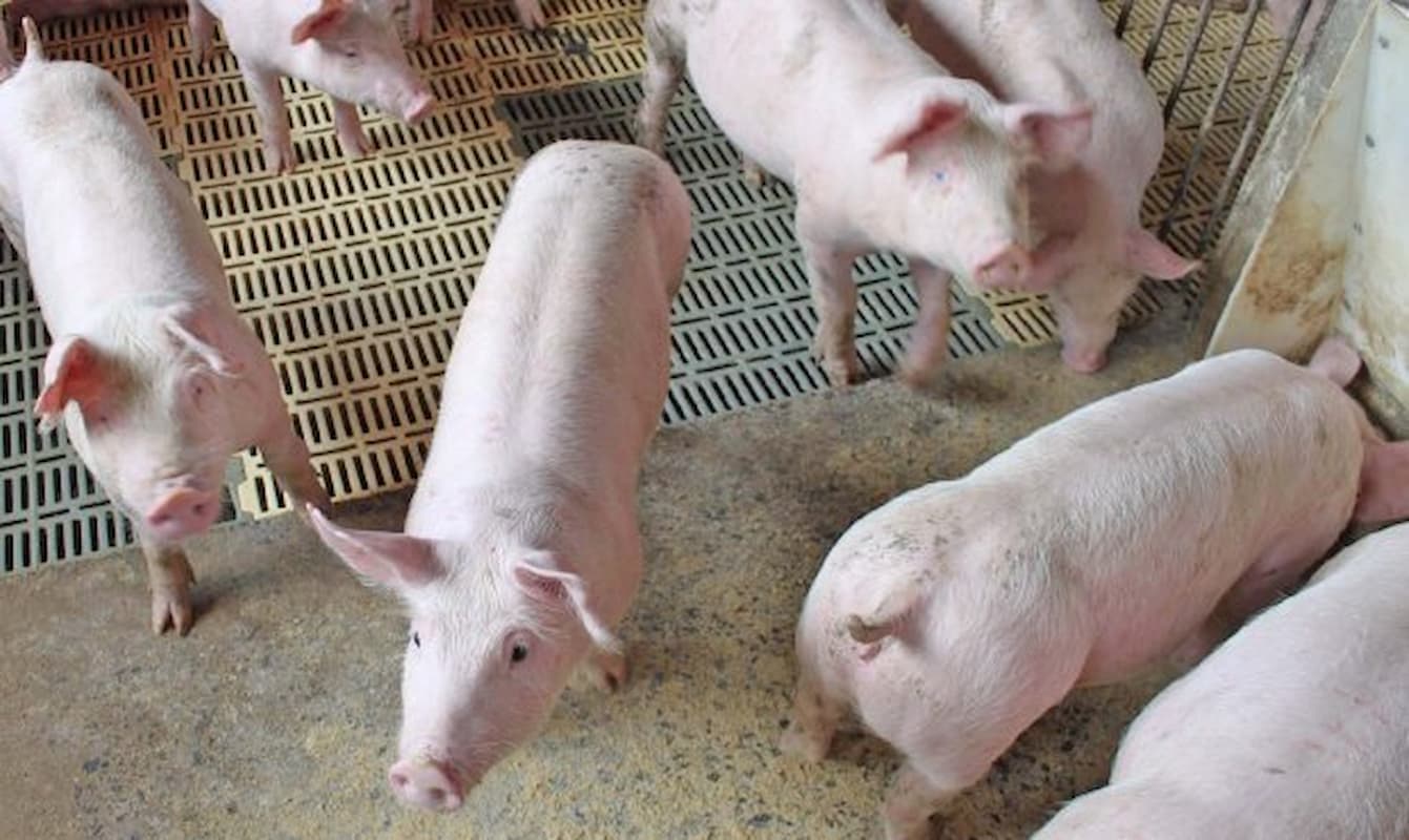 Suíno: preço em Mato Grosso tem alta de 5%