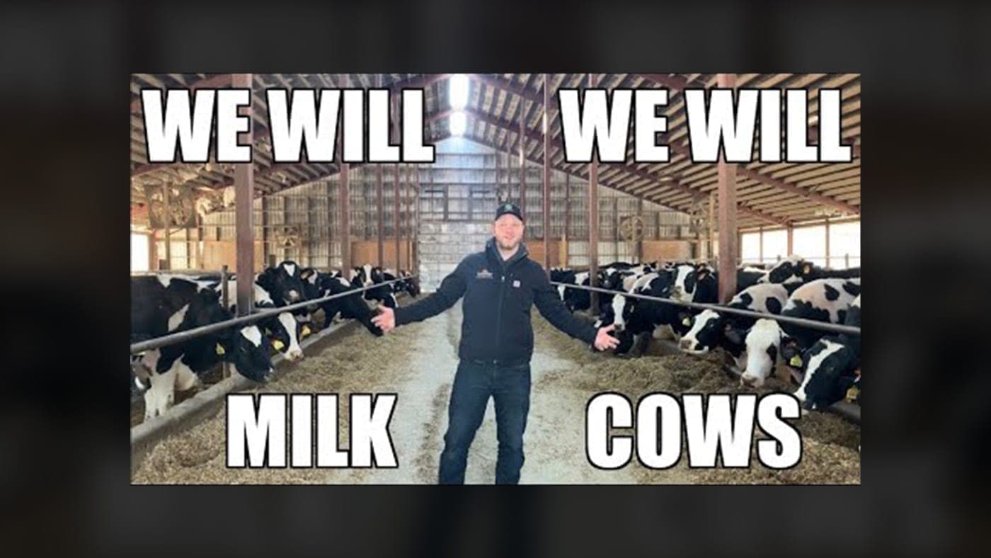 “We Will Milk Cows” – Paródia da música do Queen ajuda esclarecer mitos na produção de leite