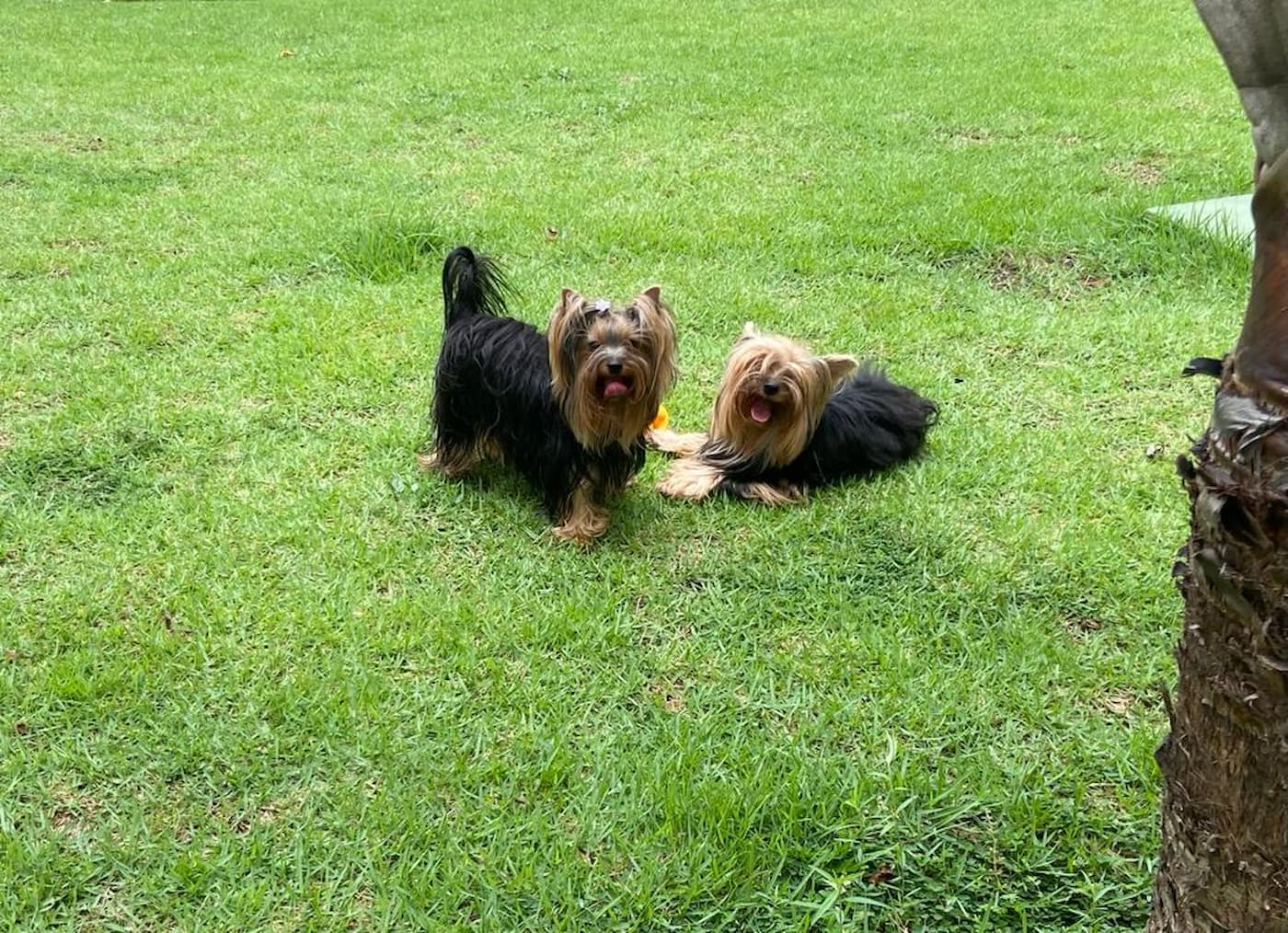 Veja 100 nomes para cachorros