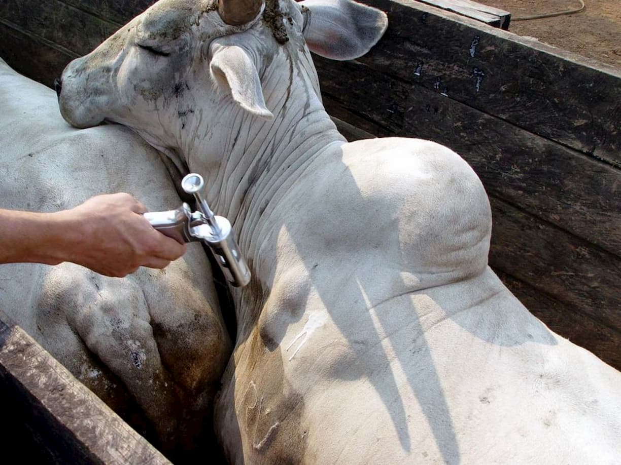 Rio Grande do Sul terá seguro de pecuária inédito no mundo contra febre aftosa