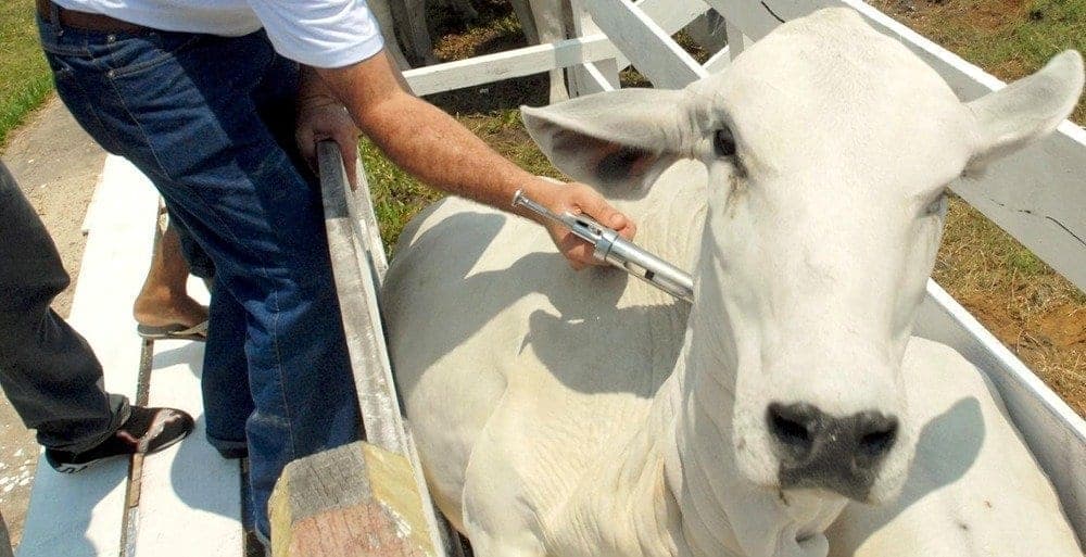 Febre Aftosa: 73 milhões de bovinos e bubalinos devem ser vacinados
