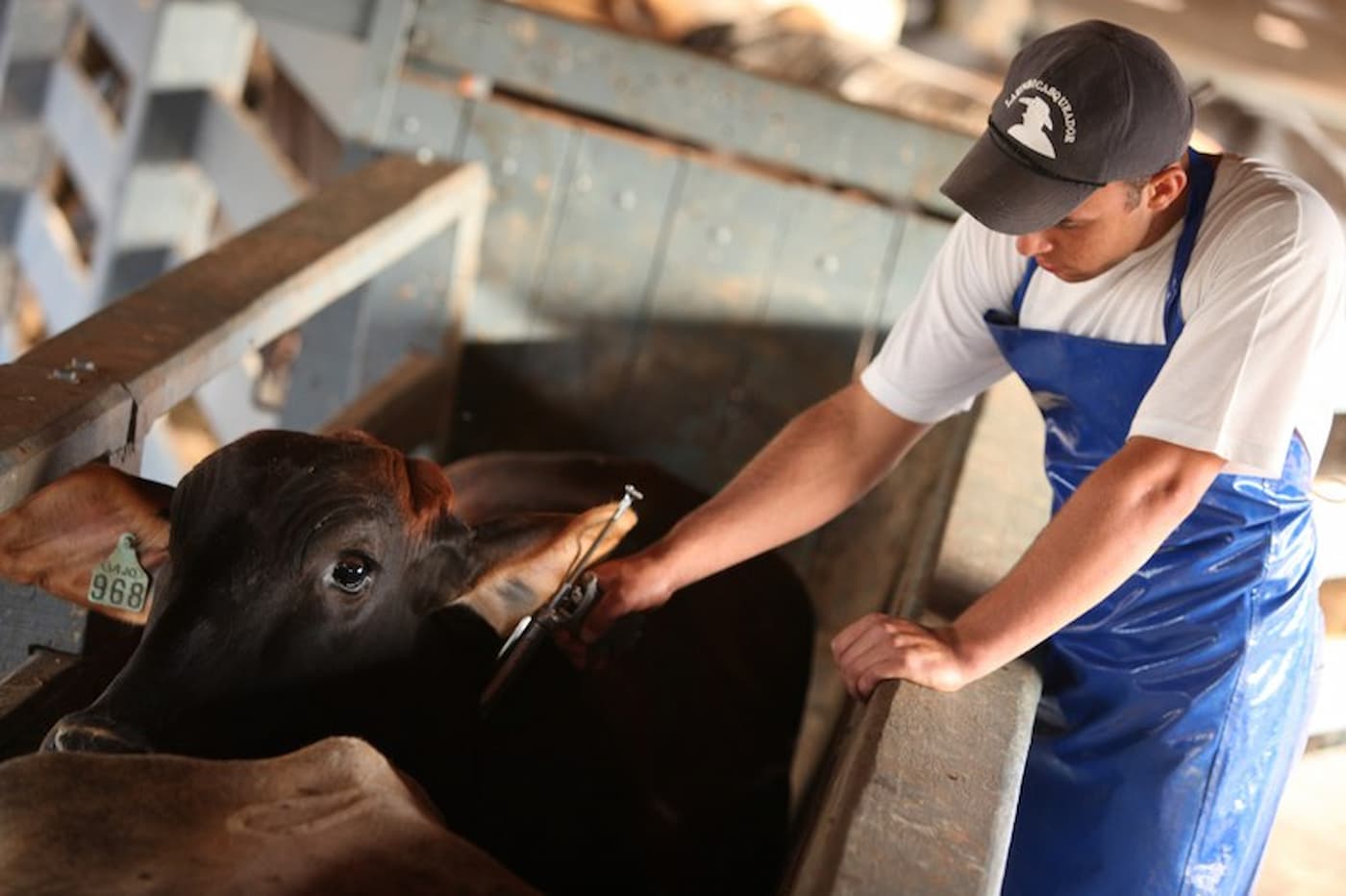 Atenção produtor! Foi prorrogado o prazo de vacinação contra a febre aftosa em 14 estados