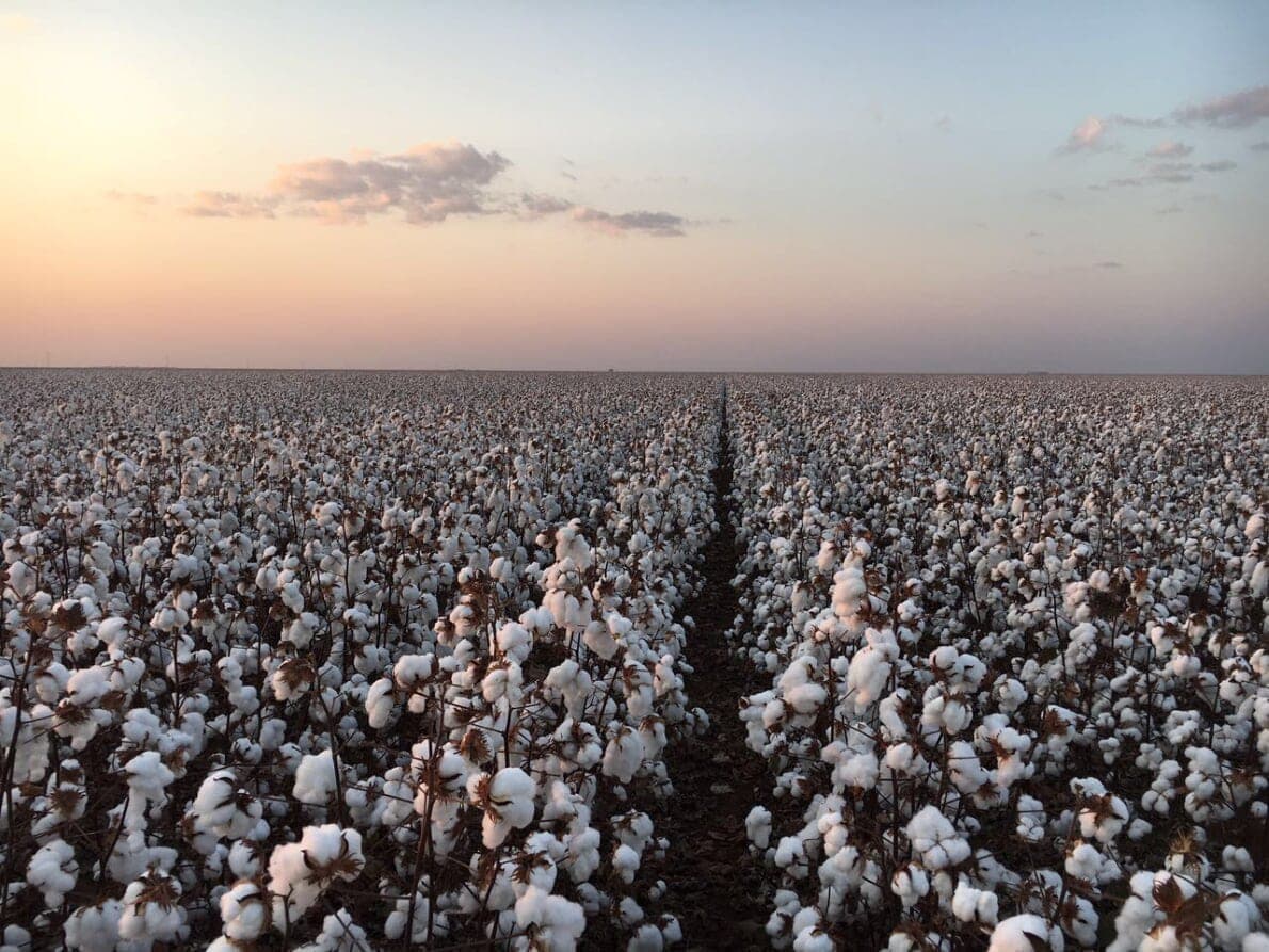 Confira a estimativa do custo de produção da safra de algodão 2023/24
