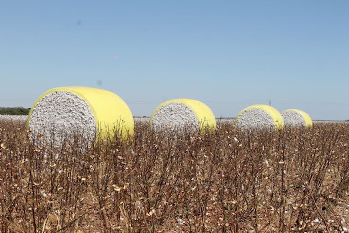 Algodão segue com preços firmes, confira!