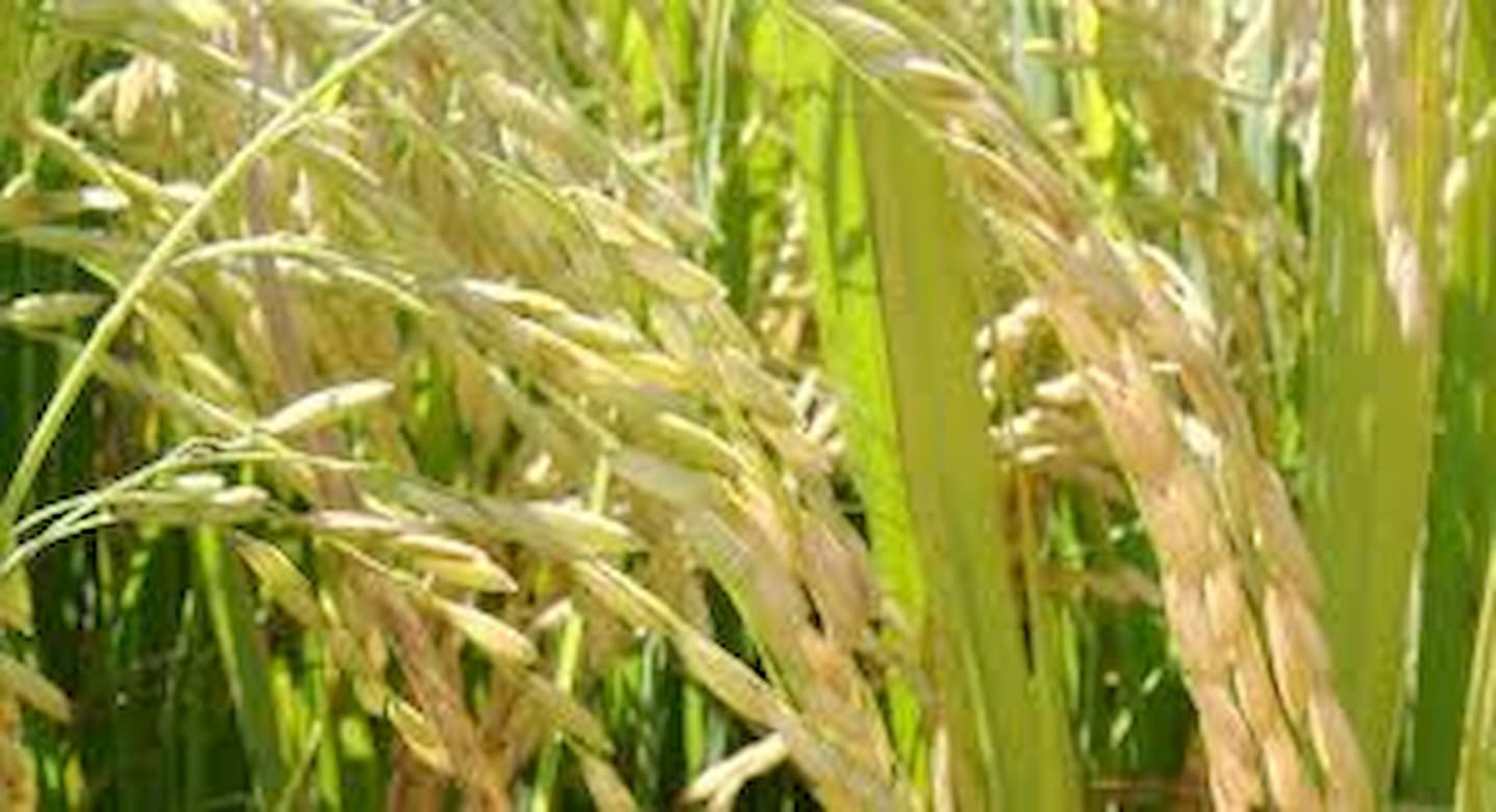 Exportações do arroz em queda devido preço do frete marítimo, aponta Abiarroz