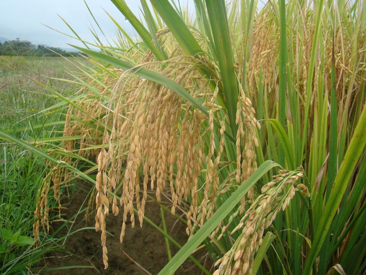 Arroz: indicador segue estável