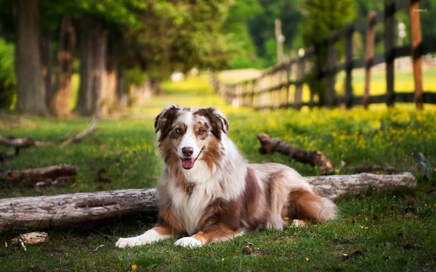 Conheça o Pastor Australiano, excelente cachorro para pastoreio
