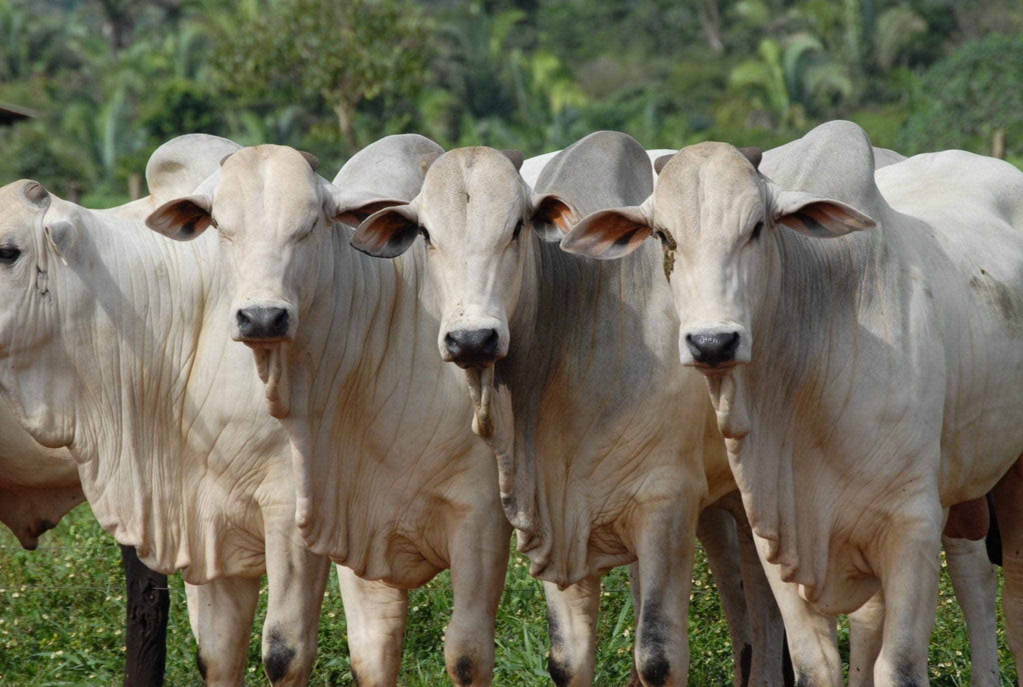 Confira a 2ª estimativa do VBP da pecuária em Mato Grosso