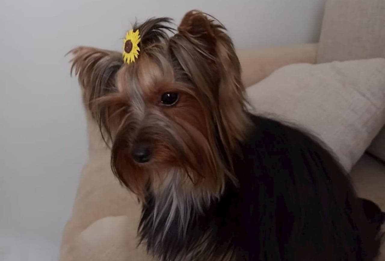 Você sabia que o carrapato é uma grande ameaça ao seu cão?