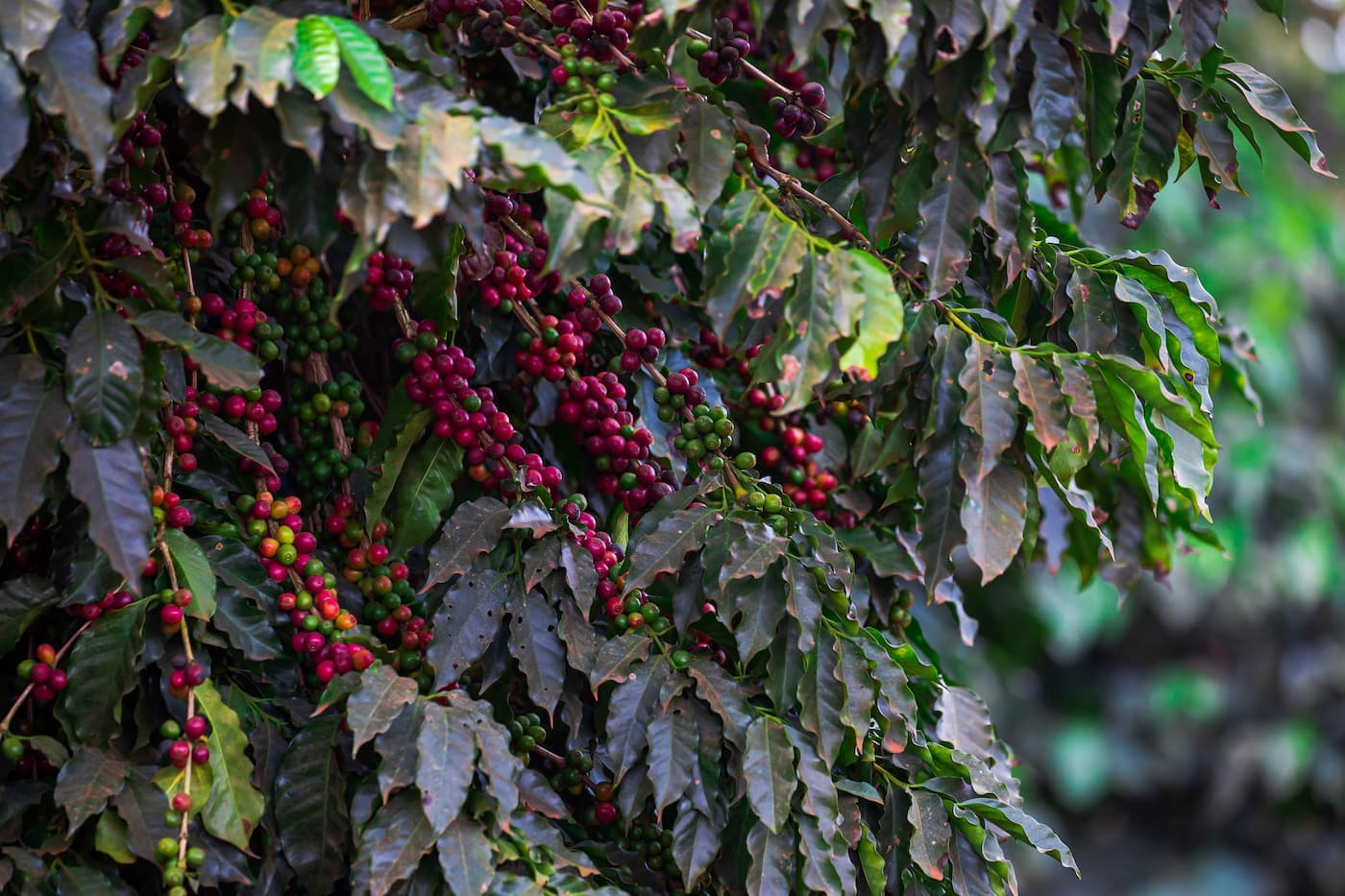 Café: colheita de robusta da safra 2023/23 aproxima do fim