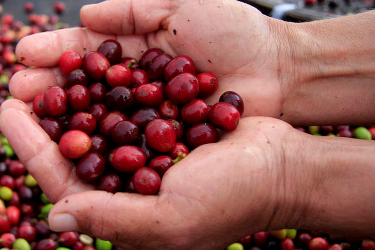 Preço do café robusta segue em alta em 2022