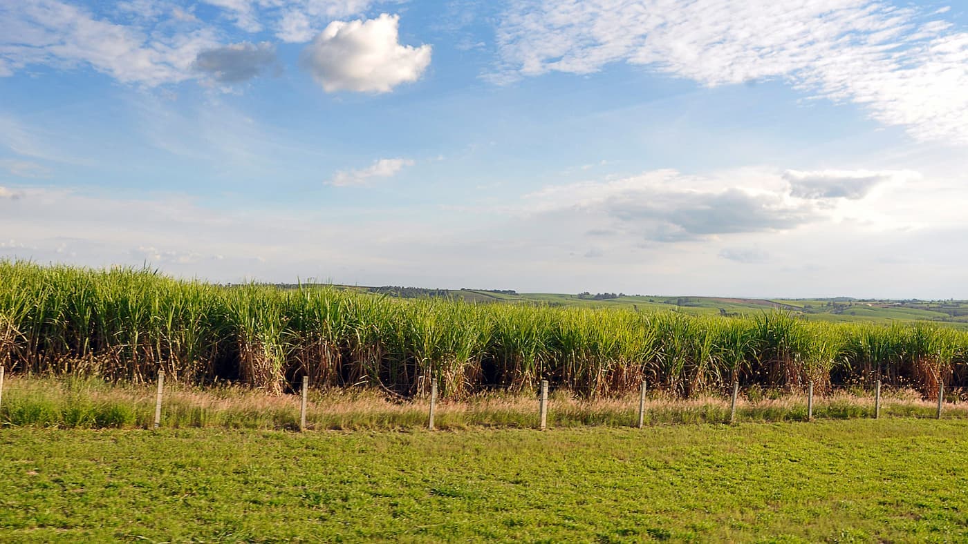Cana-de-açúcar deve ter aumento de produção na safra 2022/23; avalia Conab