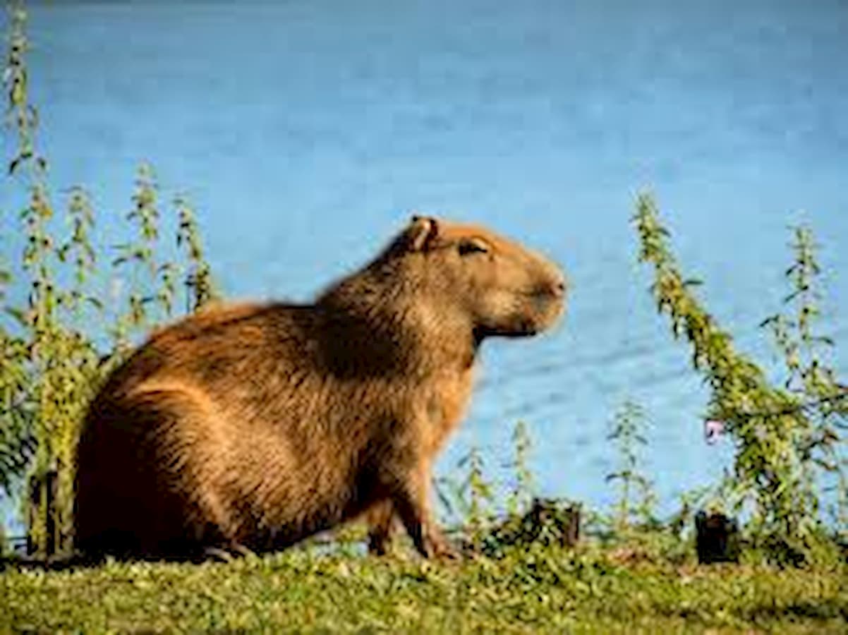Capivara: características, habitat, reprodução e curiosidades