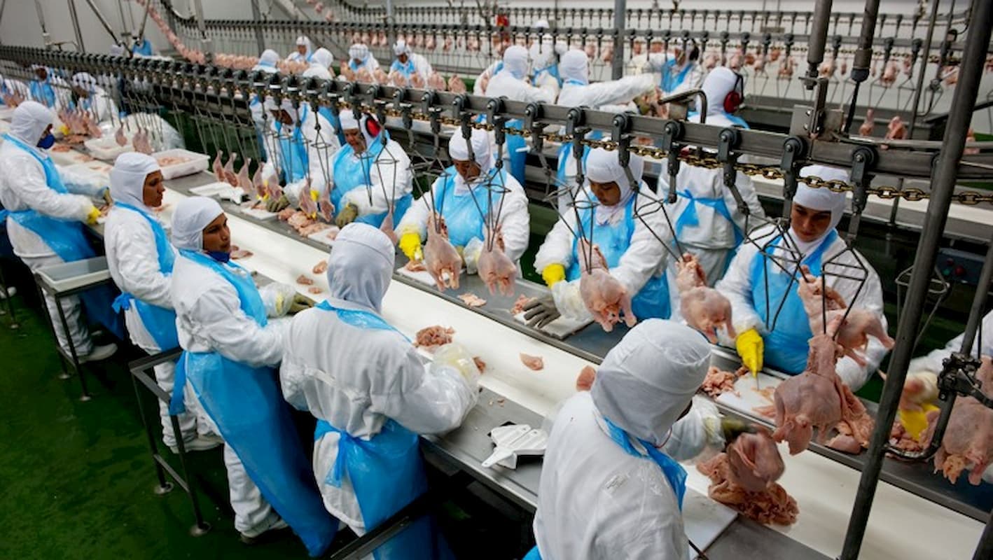 Exportação de carne de frango é recorde em 2022